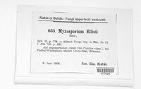 Myxosporium ellisii image